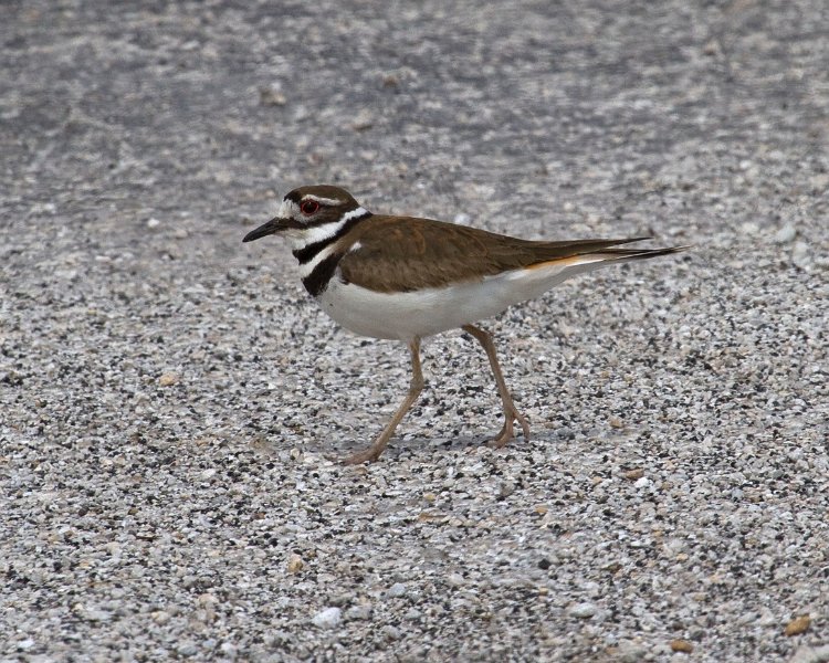 Killdeer-0005