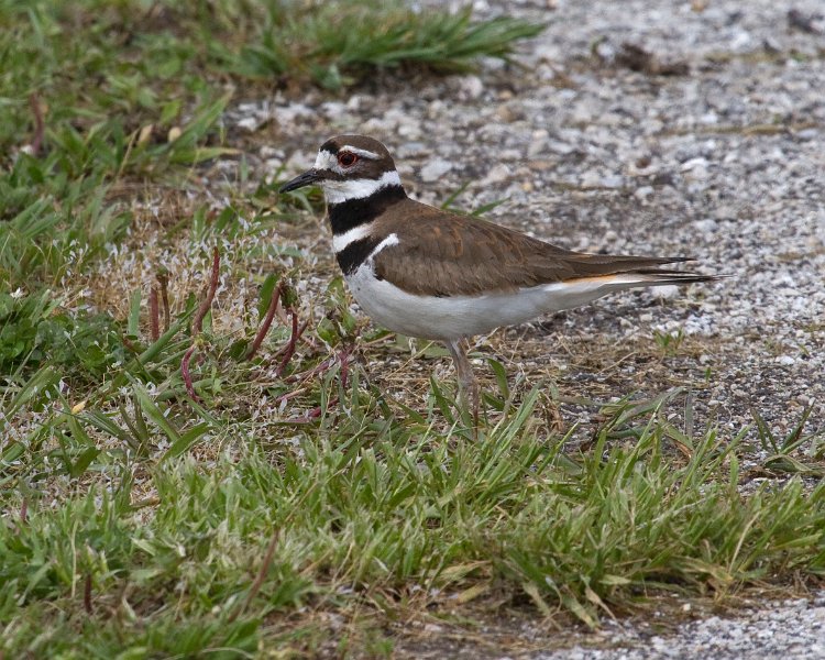 Killdeer-0006