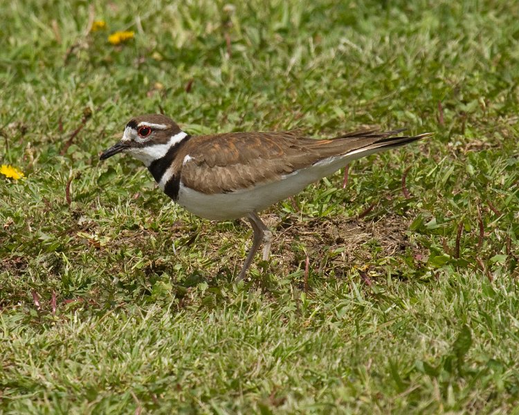 Killdeer-0008