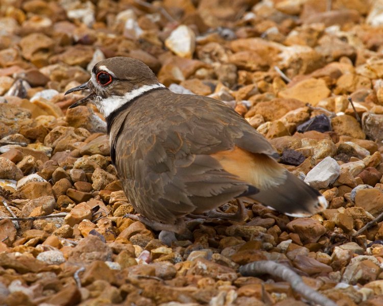 Killdeer-0010