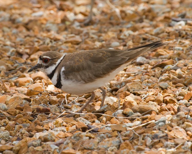 Killdeer-0012