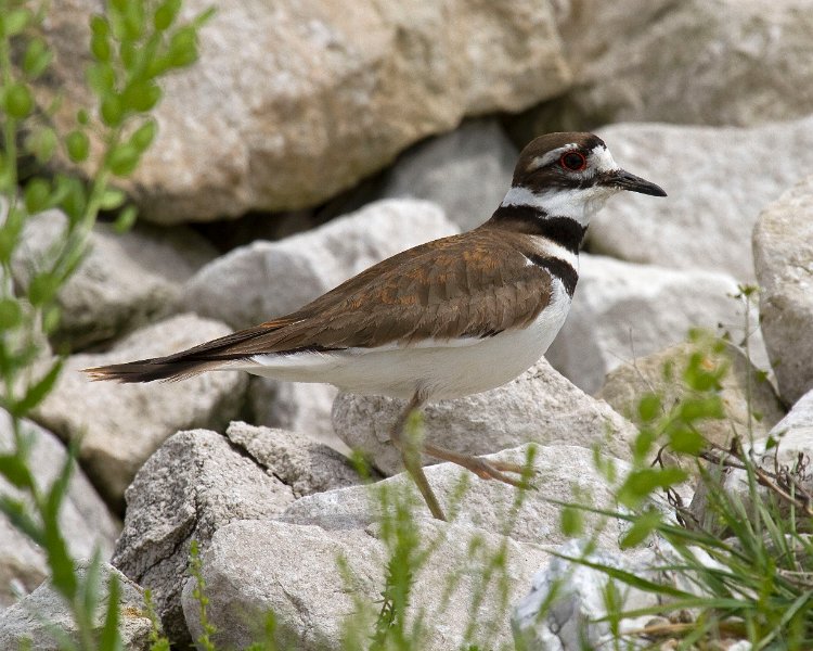 Killdeer-0013