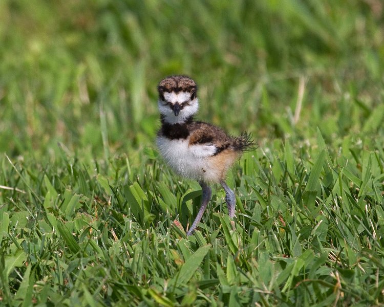 Killdeer-0016