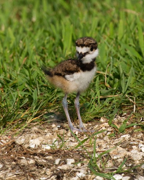 Killdeer-0019