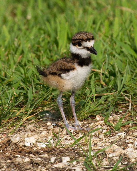 Killdeer-0020