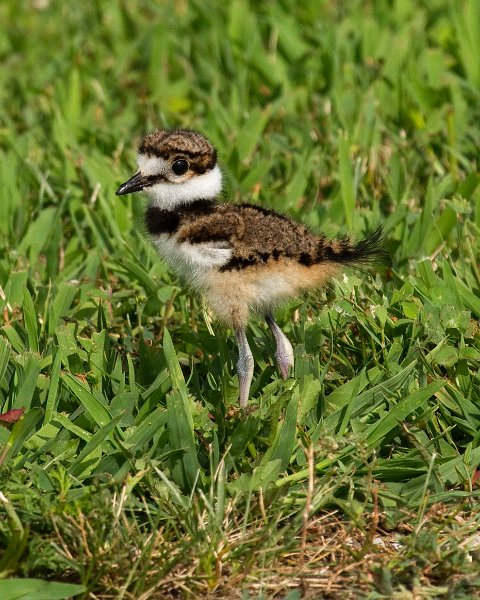 Killdeer-0022