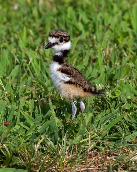 Killdeer-0023