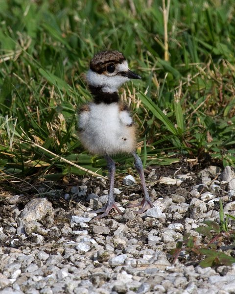 Killdeer-0026