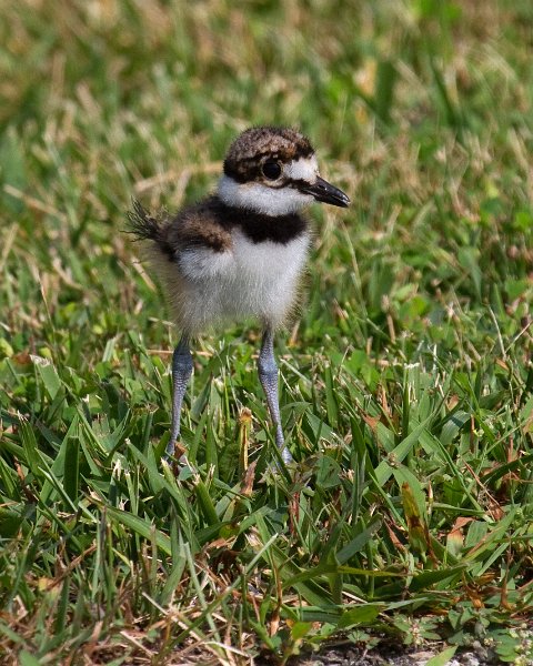 Killdeer-0028