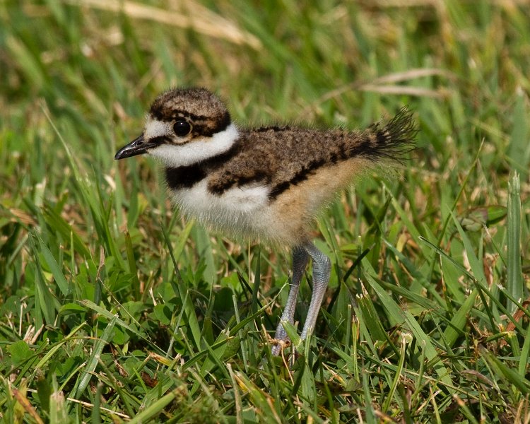 Killdeer-0029