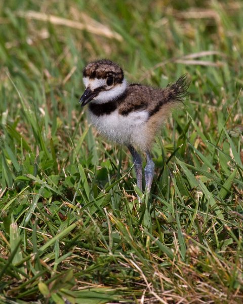 Killdeer-0030