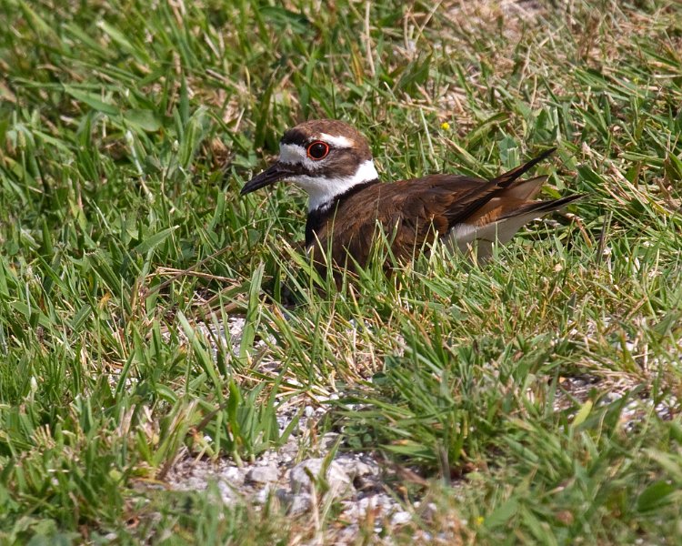 Killdeer-0032