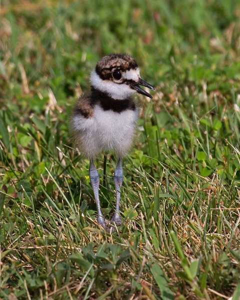 Killdeer-0033