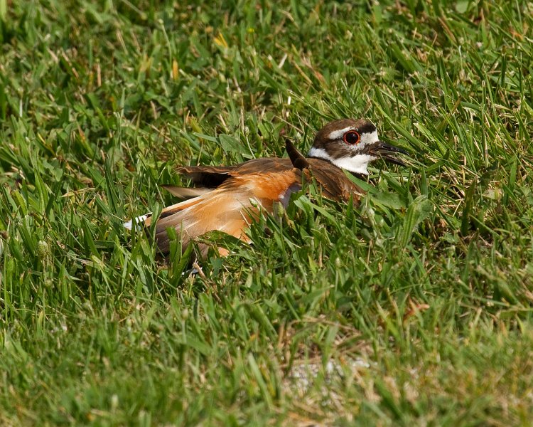 Killdeer-0034