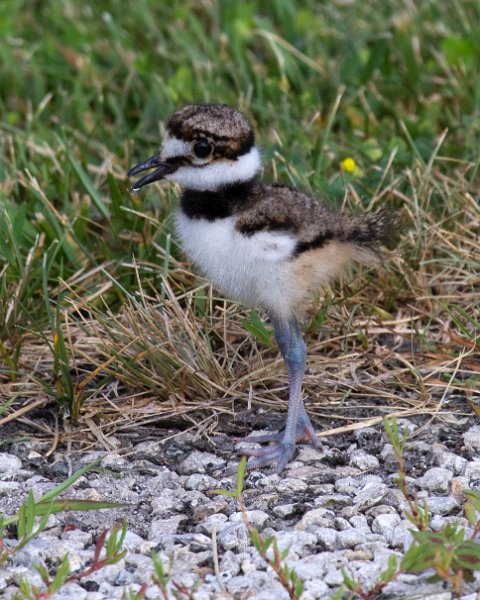 Killdeer-0035