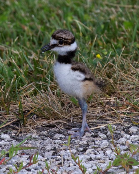 Killdeer-0037