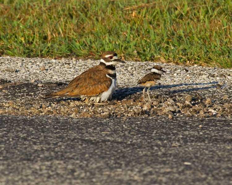 Killdeer-0040