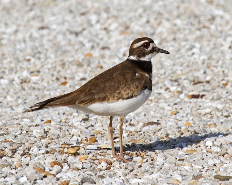 Killdeer-0046