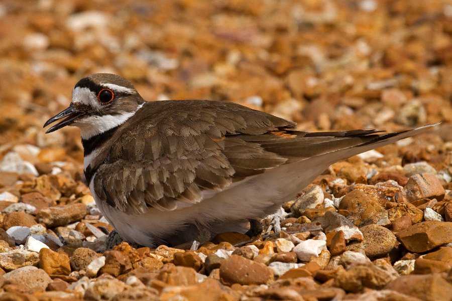 Killdeer-0047