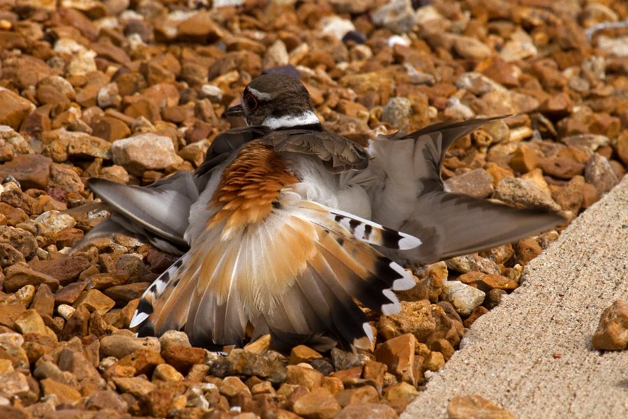 Killdeer-0049