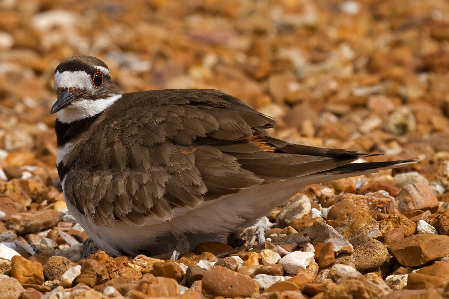 Killdeer-0050