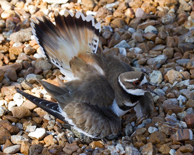 Killdeer-0053