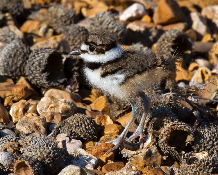 Killdeer-0054