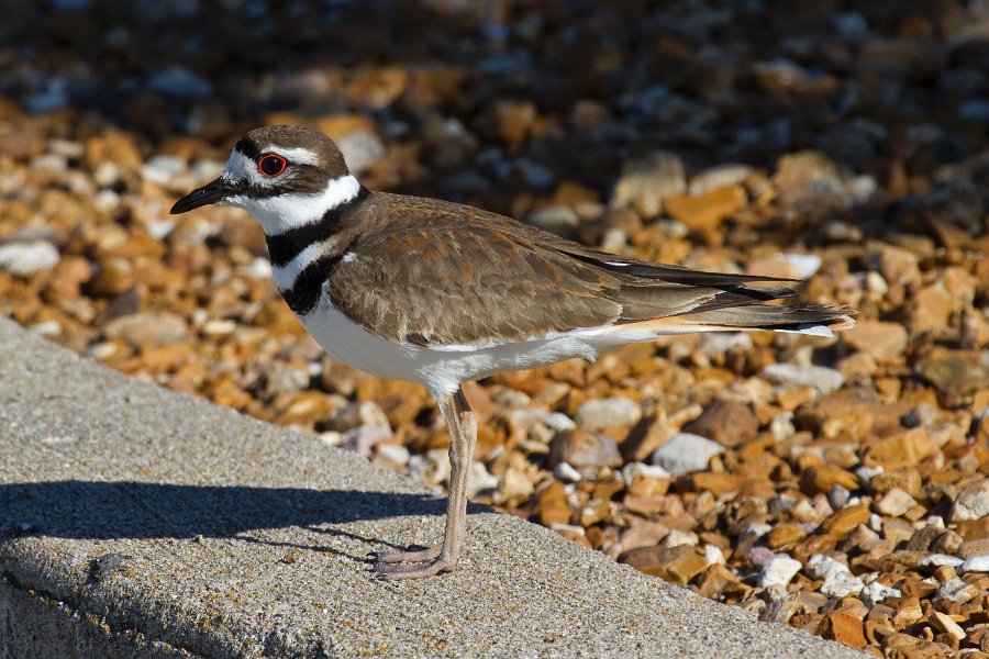 Killdeer-0055