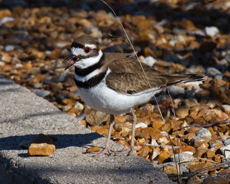 Killdeer-0056