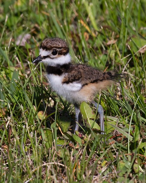 Killdeer-0057