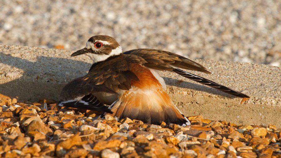 Killdeer-0064