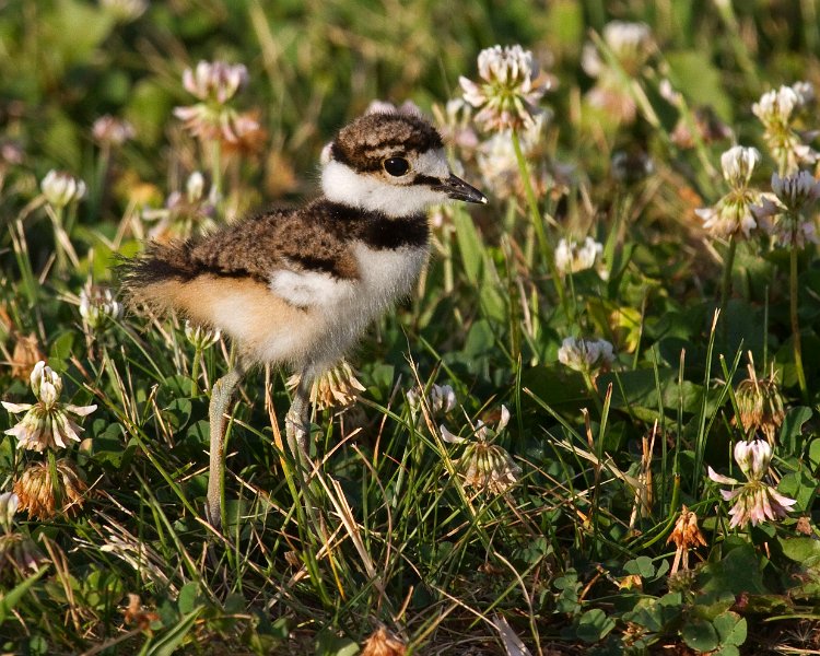 Killdeer-0065