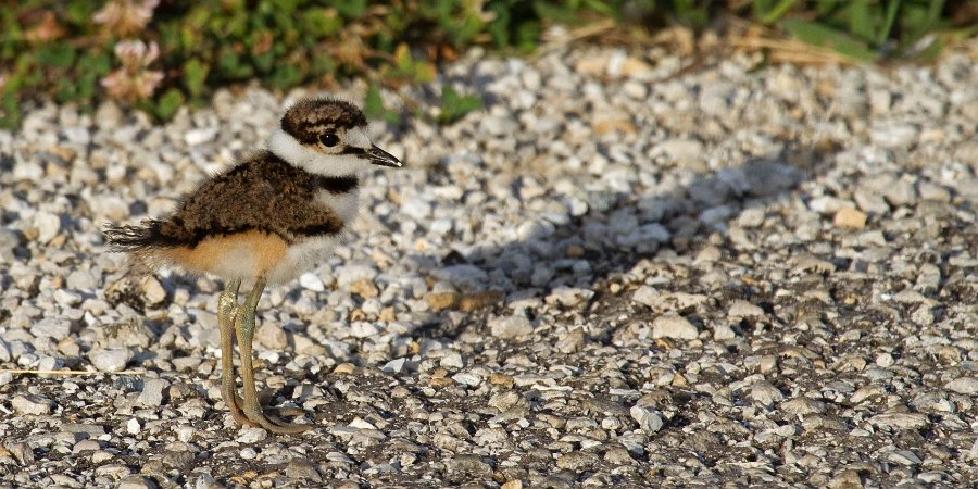 Killdeer-0066