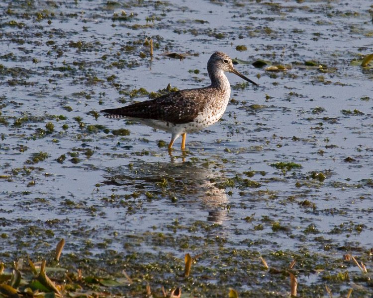 LesserYellowLegs-0002