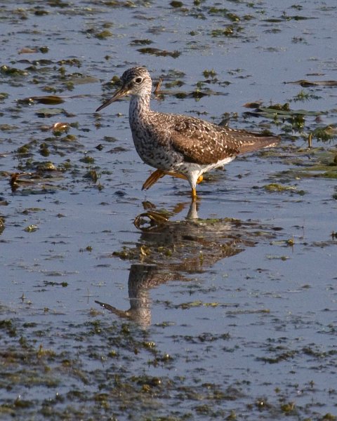 LesserYellowLegs-0003