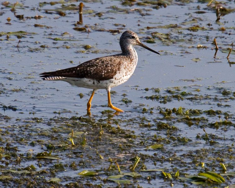 LesserYellowLegs-0004