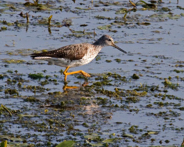 LesserYellowLegs-0005