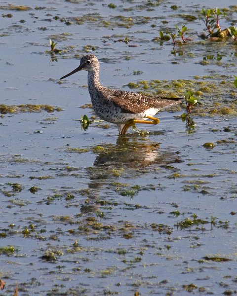 LesserYellowLegs-0006