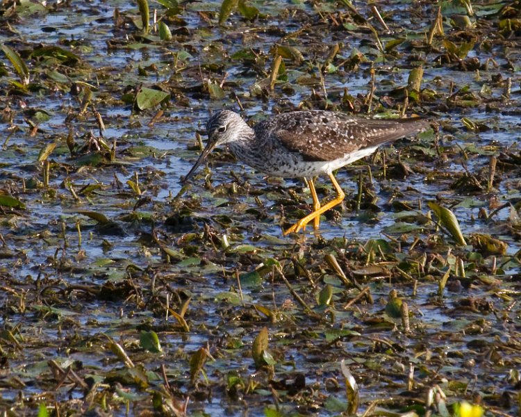 LesserYellowLegs-0007