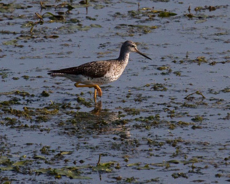 LesserYellowLegs-0008