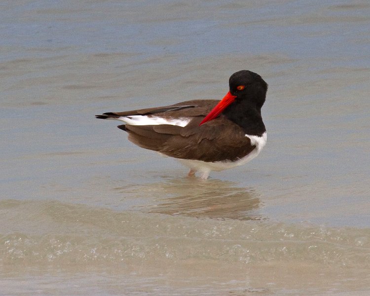 Oystercatcher0004