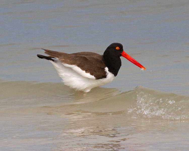 Oystercatcher0005