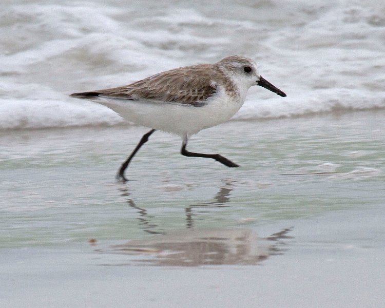 Sanderling-0001