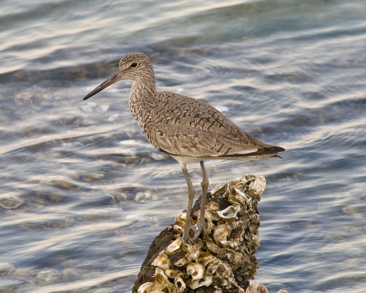 Sandpiper-0004