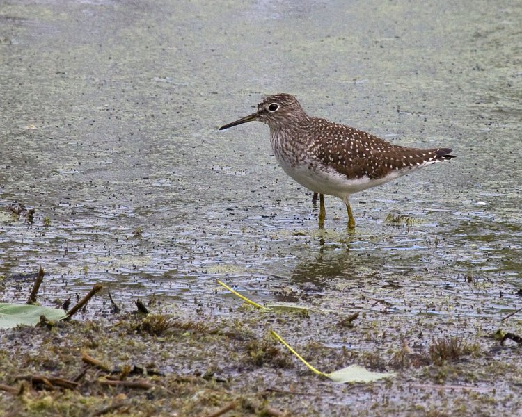 Sandpiper-0006