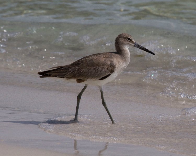 Willet-0001