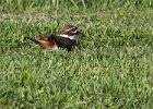 Killdeer-0003.jpg