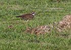 Killdeer-0004.jpg