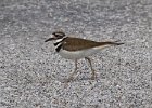 Killdeer-0005.jpg