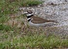 Killdeer-0006.jpg